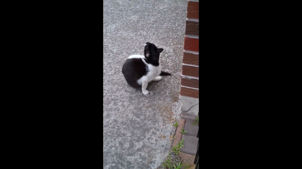 #cat #сваты6 #cute #kitte #chat #kittey #funny #kittty #pets #kitti