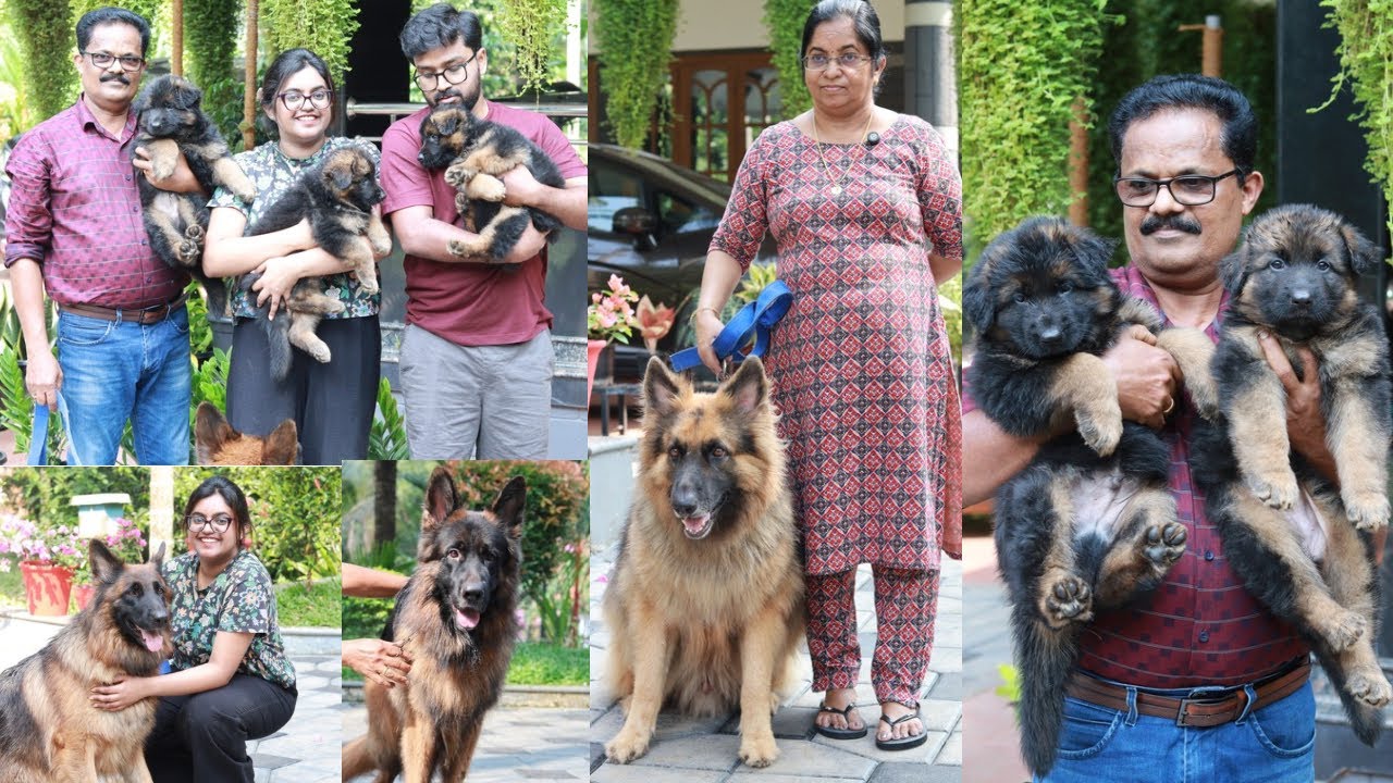സിംഹക്കുട്ടികൾ കാവൽ നിൽക്കുന്ന അർലിന്റെ വീട് Long Coat German Shepherd Kennel 
