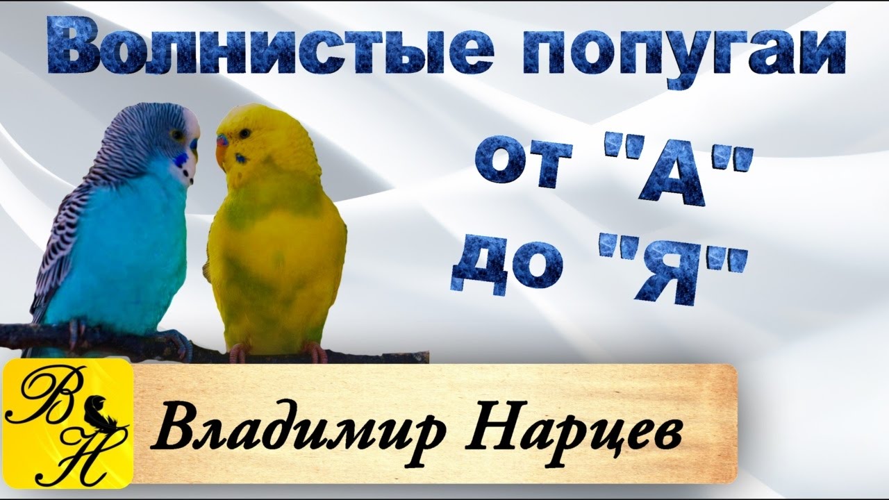 Волнистые попугаи ч. 4. Вешаю гнездовой домик.