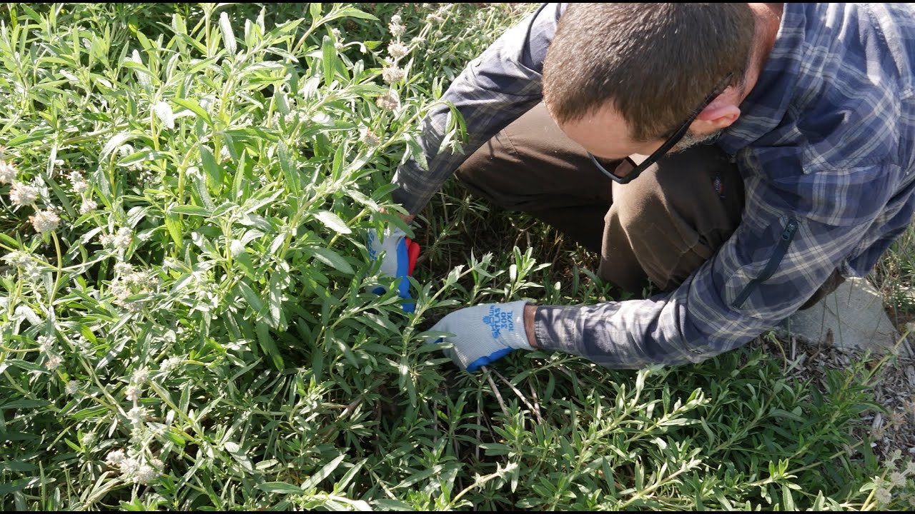 Pruning and Maintenance for Home Gardens and Landscapes Online Workshop