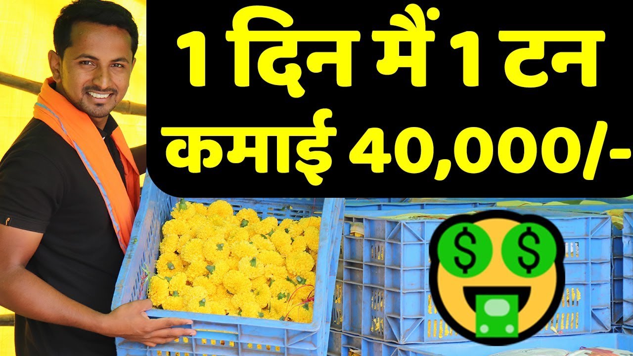 कम लागत, ज्यादा प्रॉफिट🤑🤑गेंदे से मालामाल कमाई | Marigold Mega Harvesting | AgriBusiness