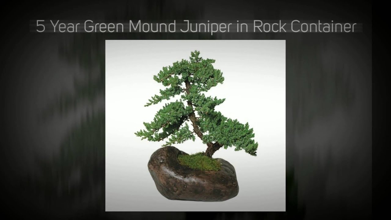 Top 5 Selling Bonsai Trees