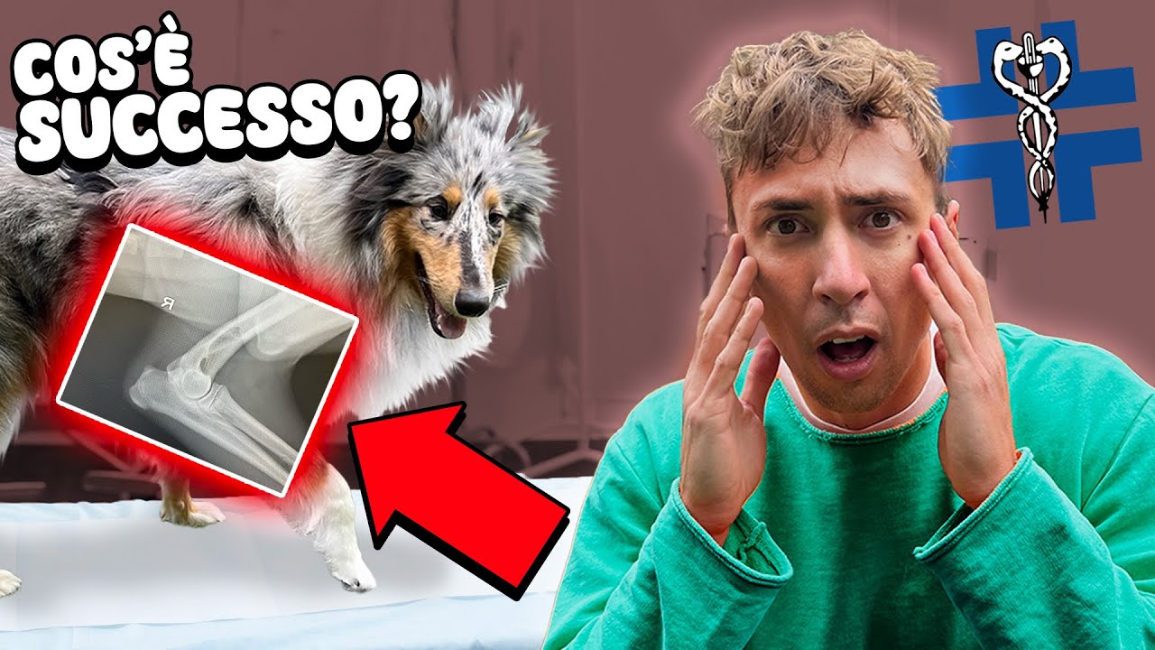 PORTO IL MIO CUCCIOLO DI COLLIE A FARE LE LASTRE