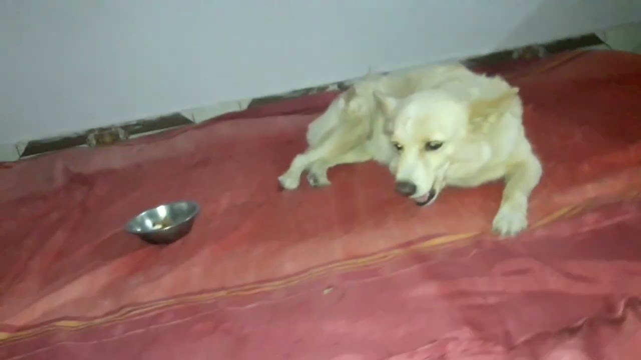 mera bed n shi gaadda hi accha h😆