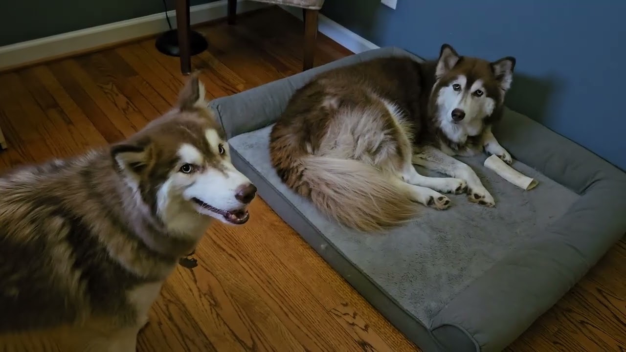 Little husky pesters big sister for a bone