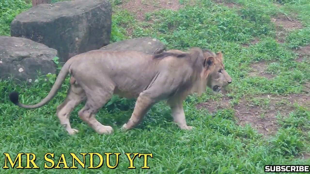 Sri Lanka | 2025 | DEHIWALA ZOO #viralvideo #animals #birds
