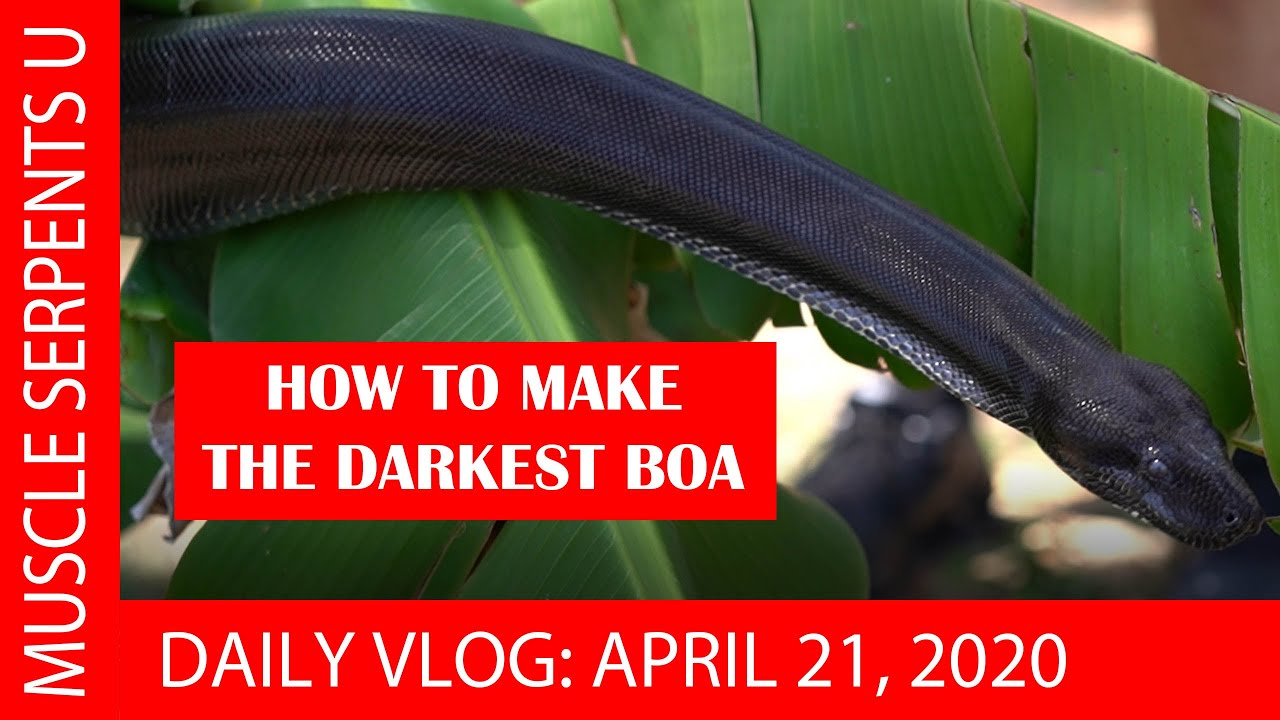 BLACKEST BOAS! April 21, 2020