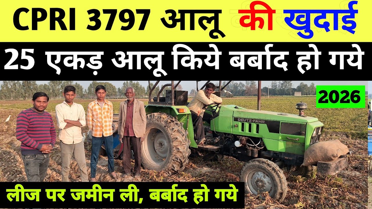 3797 आलू की खुदाई देखो पैदावार बताओ | aalu ki khudai | potato harvesting / aalu kheti / real farmer