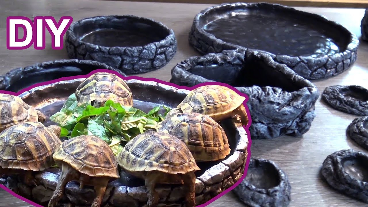 DIY Food and Water Dishes | Krizz