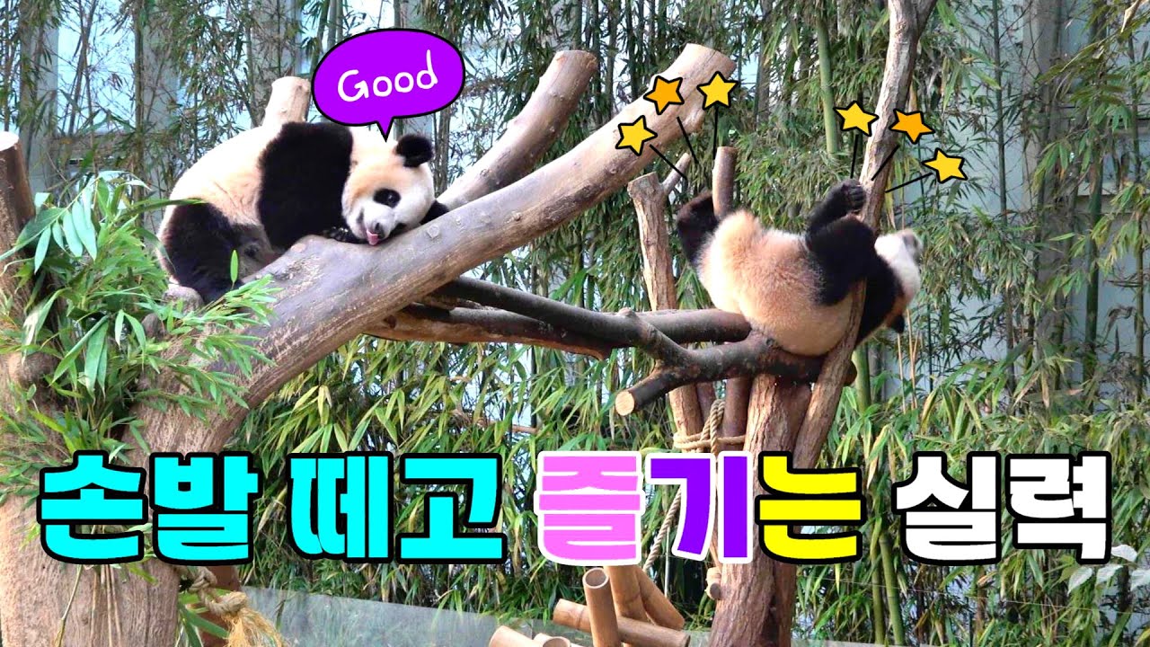 루이바오 후이바오 우리 애기들 나무타기 실력 보세요 대단해요