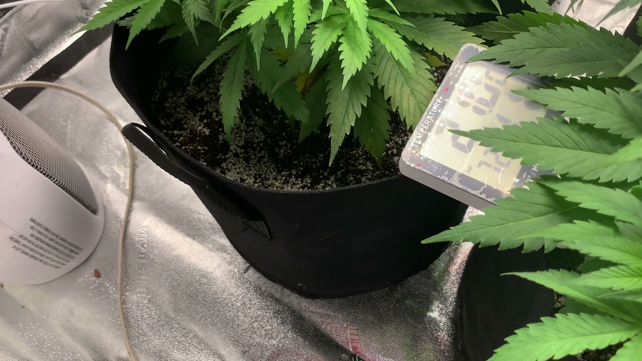 Starting week 5 of Super Skunk #Growtent #SuperSkunk #420