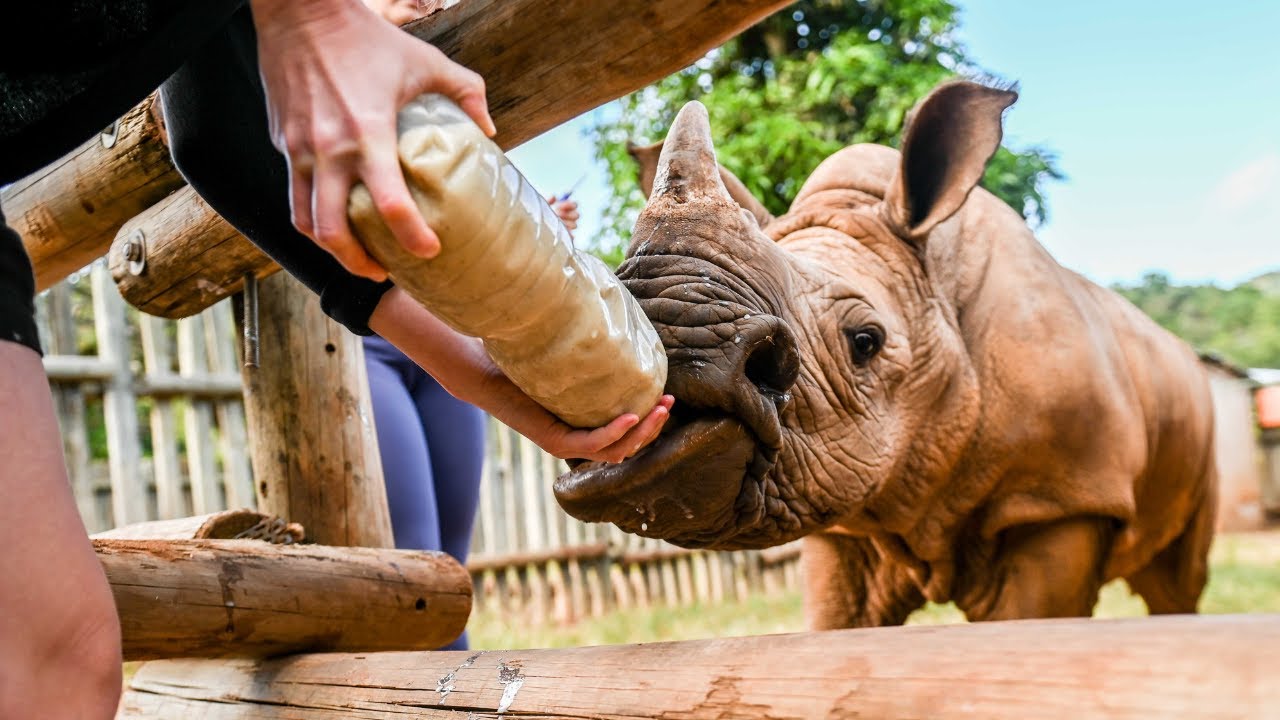 A Day In The Life Of A Rhino Conservation Volunteer