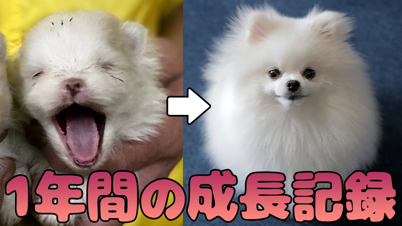 【成長記録】ポメラニアンの子犬が成犬になるまで