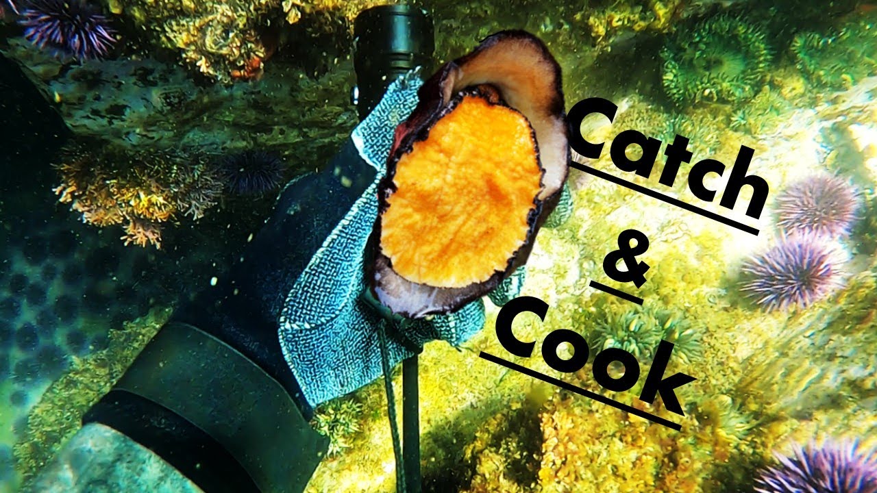 Freedive for Delicious Limpet & Turban Snail + OrcaTorch D570 Dive Light Review
