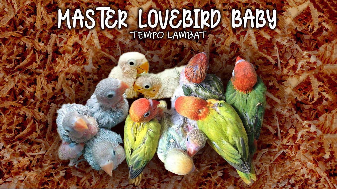 Master Lovebird Baby, Tempo Lambat cocok untuk Lovebird Baby