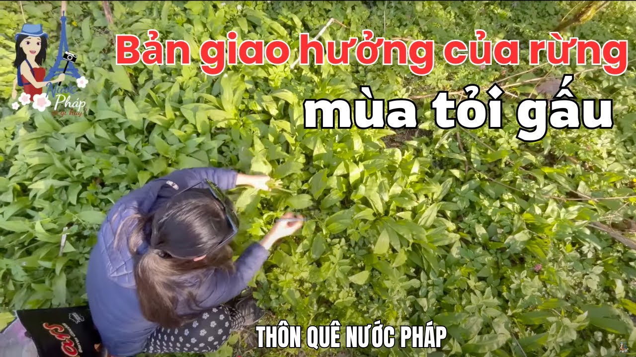 Cách làm tỏi gấu ngâm dầu olive