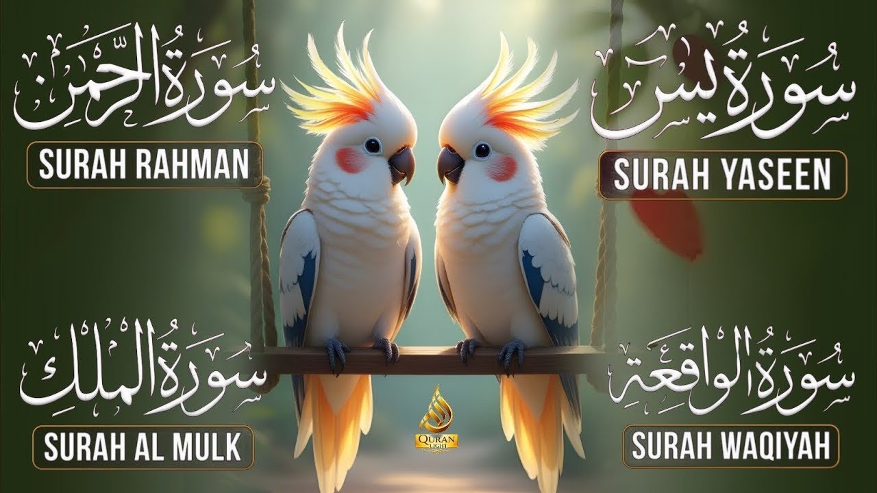 Very Nice Voice Surah Yaseen | Surah Rahman | Surah Waqiah | Surah Mulk l Reciter Ashraf Hussain 013