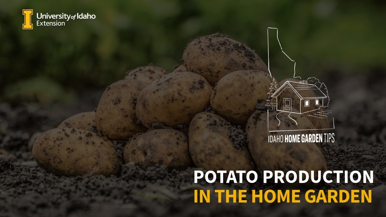 Potato Production in the Home Garden and Feb. 11 Plant Talk