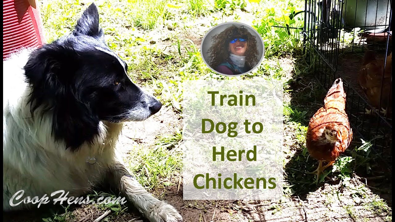Train Dog to Herd Chickens