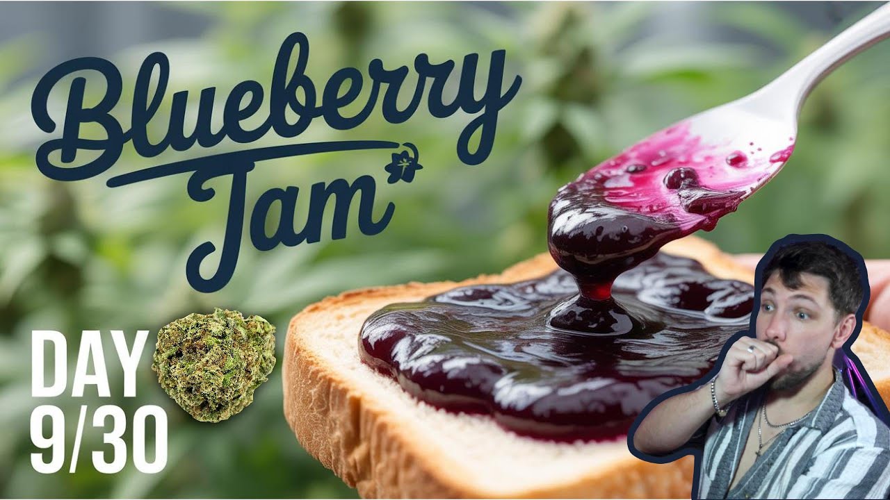 Trying Blueberry Jam THCA for the First Time! Day 9/30 
