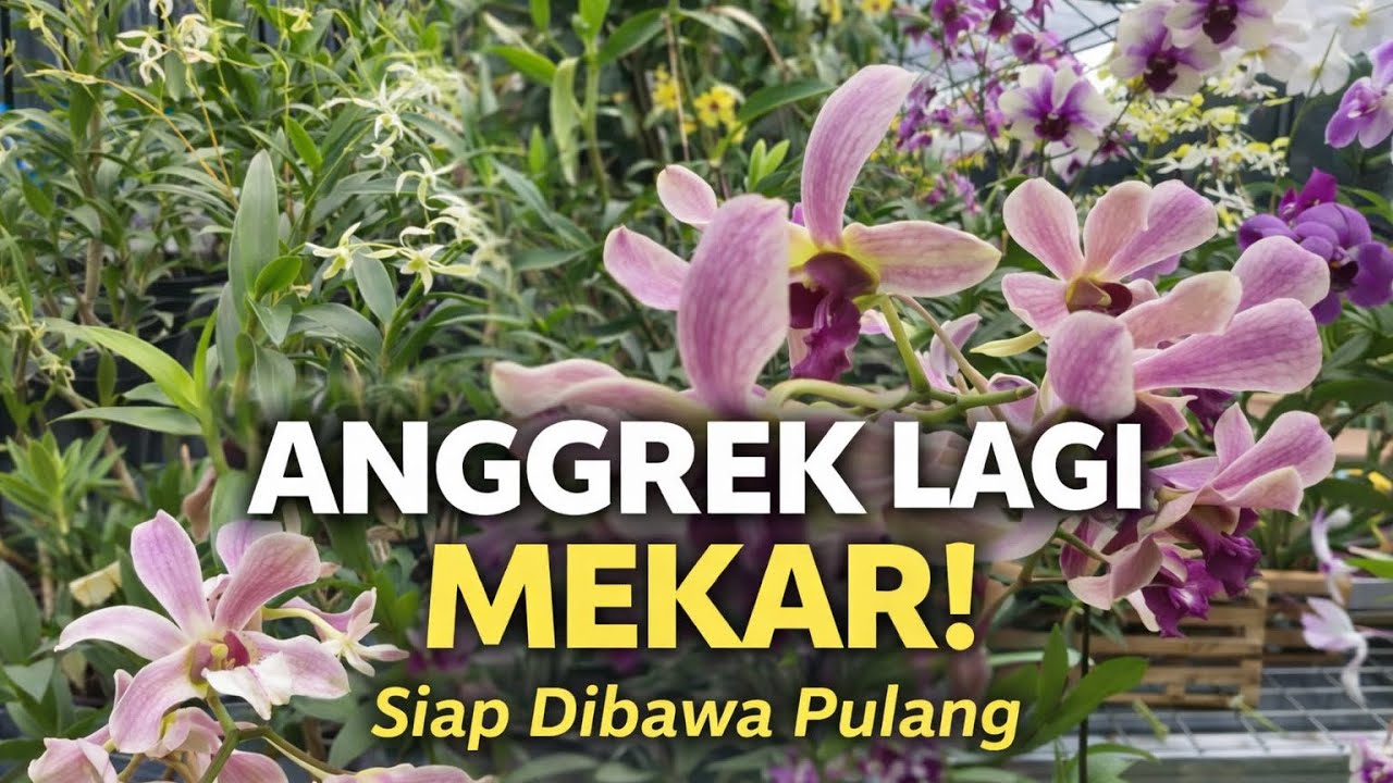 Banyak Anggrek Lagi Mekar di Kebun… Ada yang Siap Dibawa Pulang?