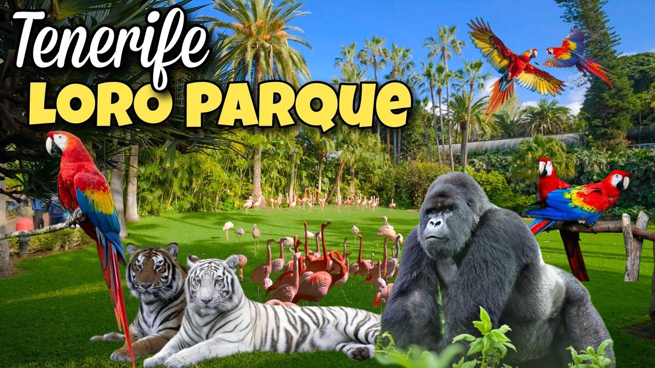 Loro Parque Animal Embassy! An Unique Tropical Experience In The Heart Of Tenerife! 4K UHD. Feb 2025