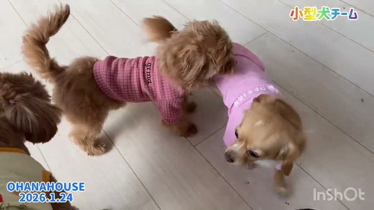 広場あそび（小型犬チーム）