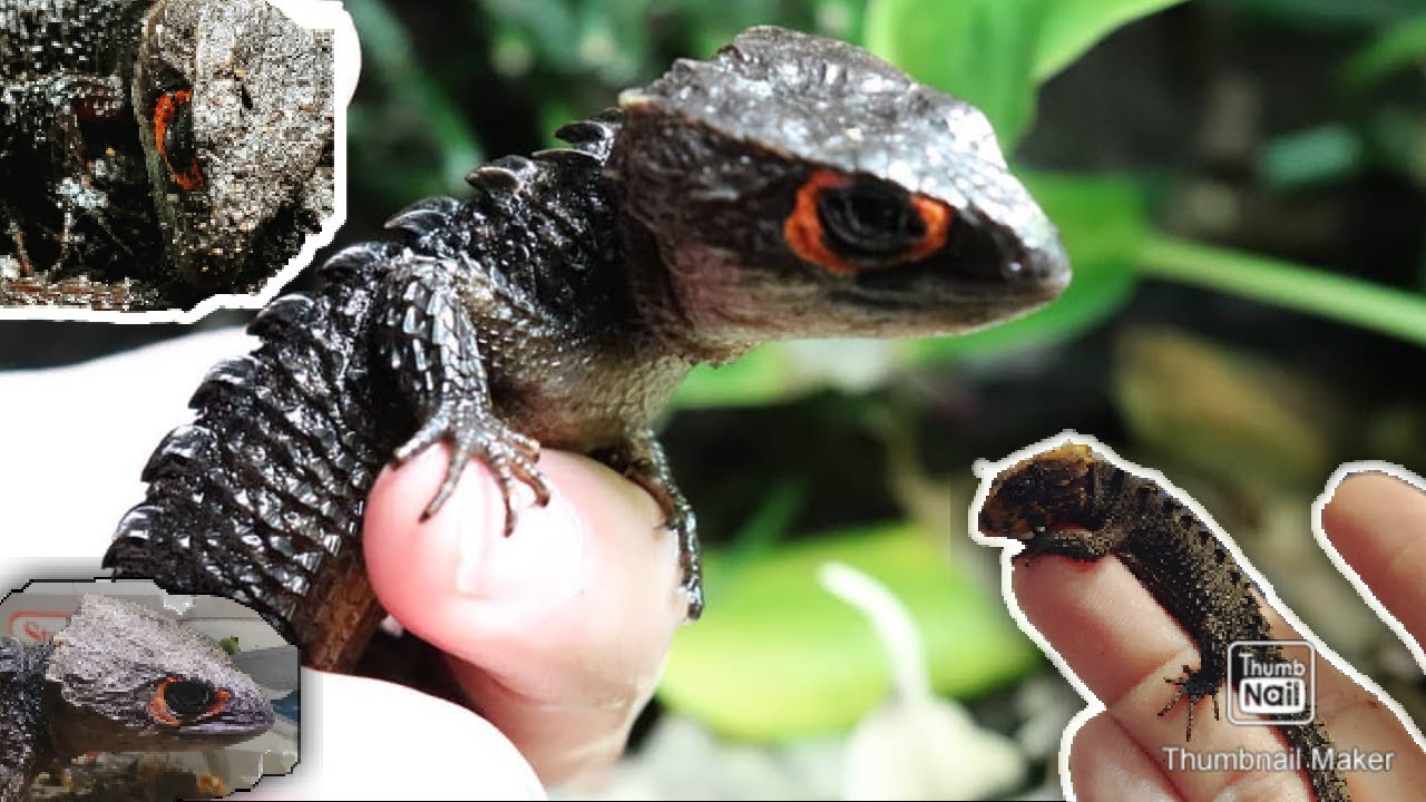 Complete Care Guide To Red Eyed Crocodile Skinks