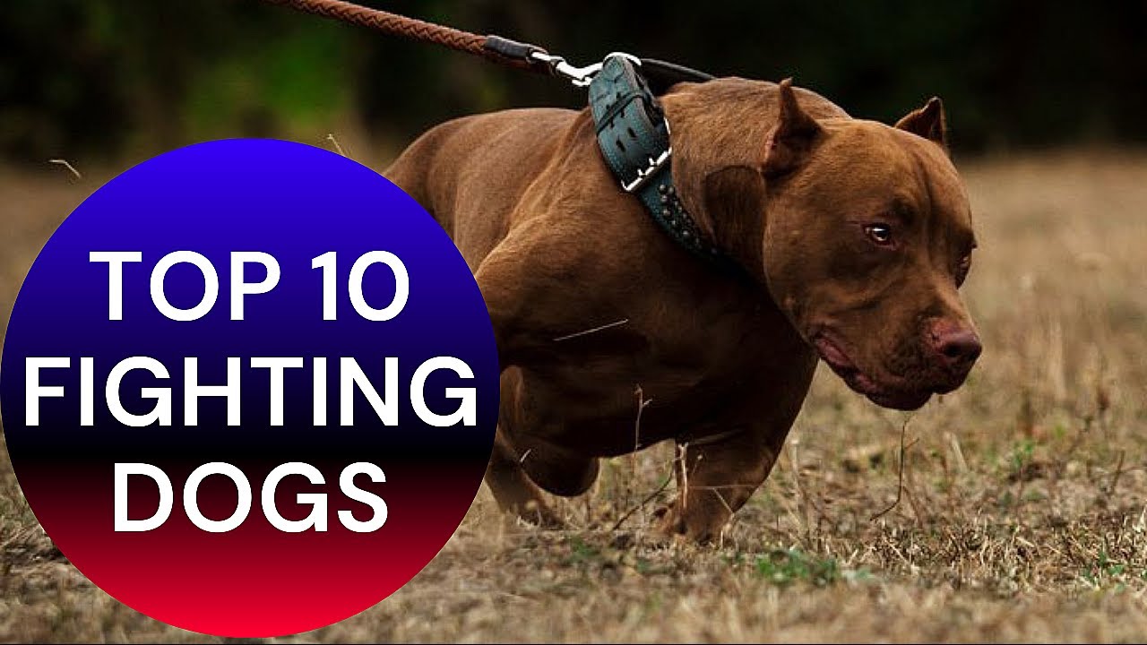 Top 10 Fighting Dogs from Asian Countries