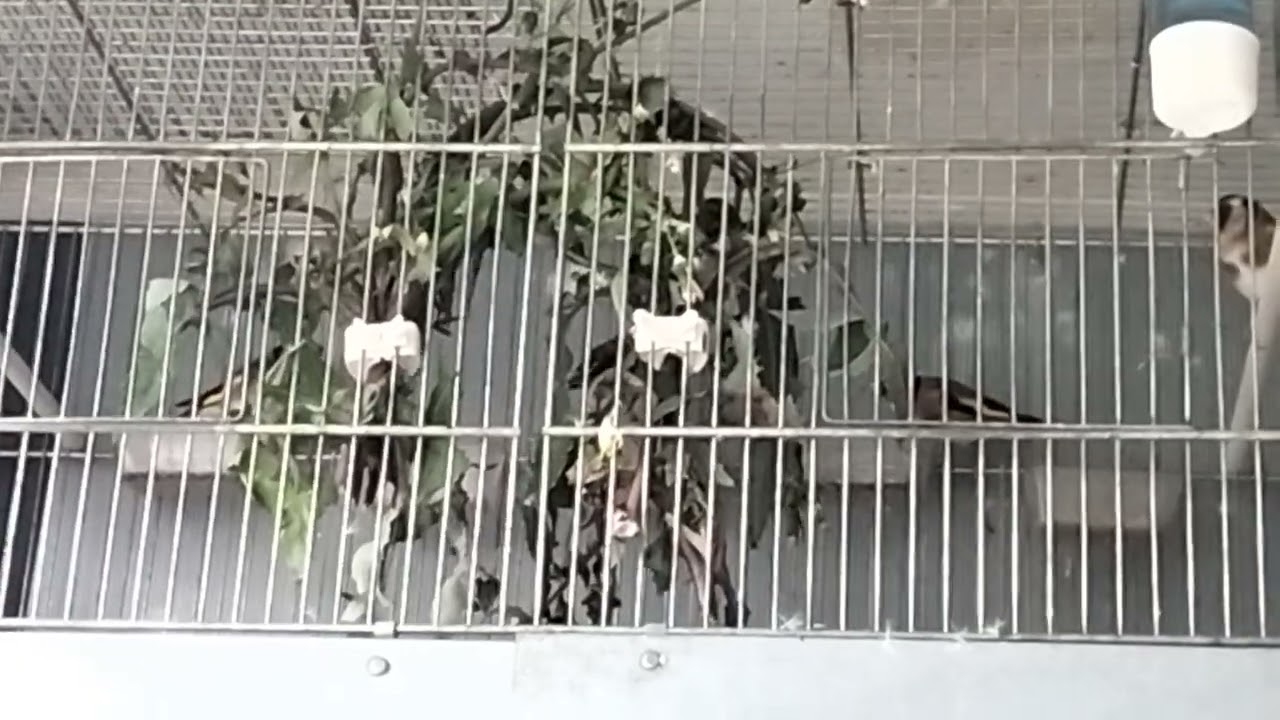 cardellini sempre sani ed in forma