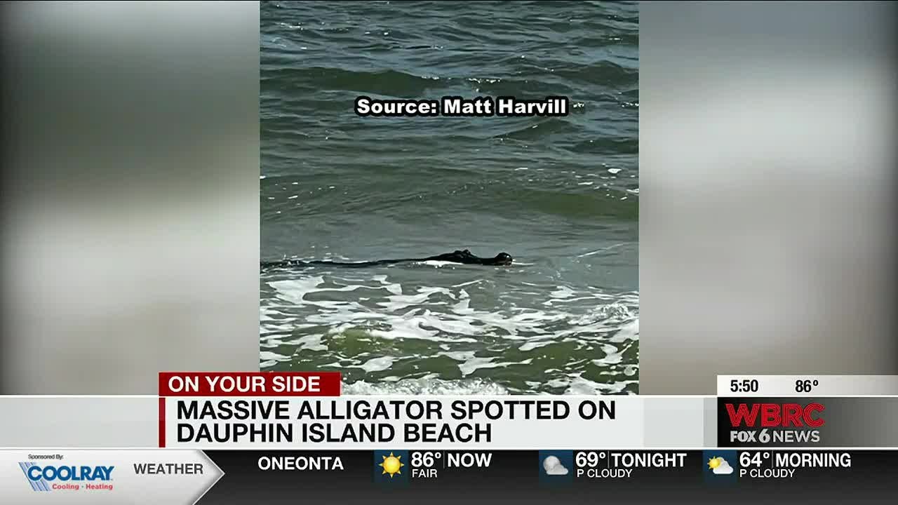 Massive alligator spotted on Dauphin Island beach