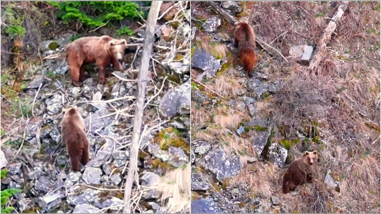 Токтогулдагы корукта аюулар көбөйдү