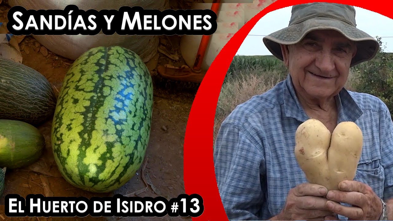 El huerto de Isidro #13. Sandias y melones