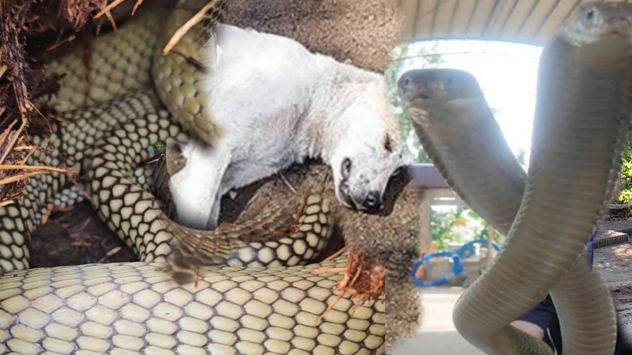 NAHULI NI COBRA PRINCE ANG MGA PUMAT4Y SA MGA ALAGA ASO
