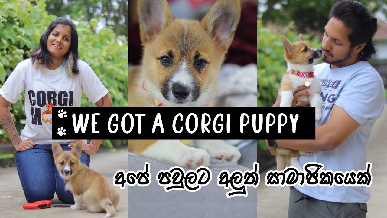 NEW MEMBER OF OUR FAMILY | First 7 Days With Our Corgi Puppy - The Odd Couple Sri Lanka