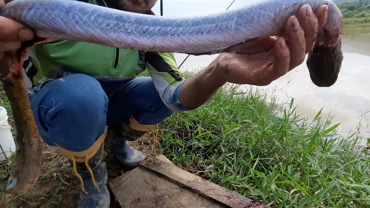 limpando e preparando o peixe mussum,enguia