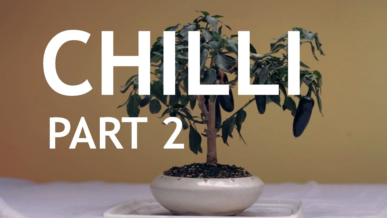Chilli Bonsai (Bonchi) 2