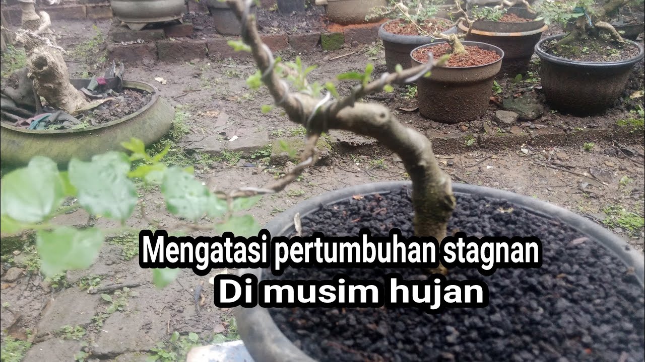 Cara mengatasi pertumbuhan stagnan di saat musim penghujan .
