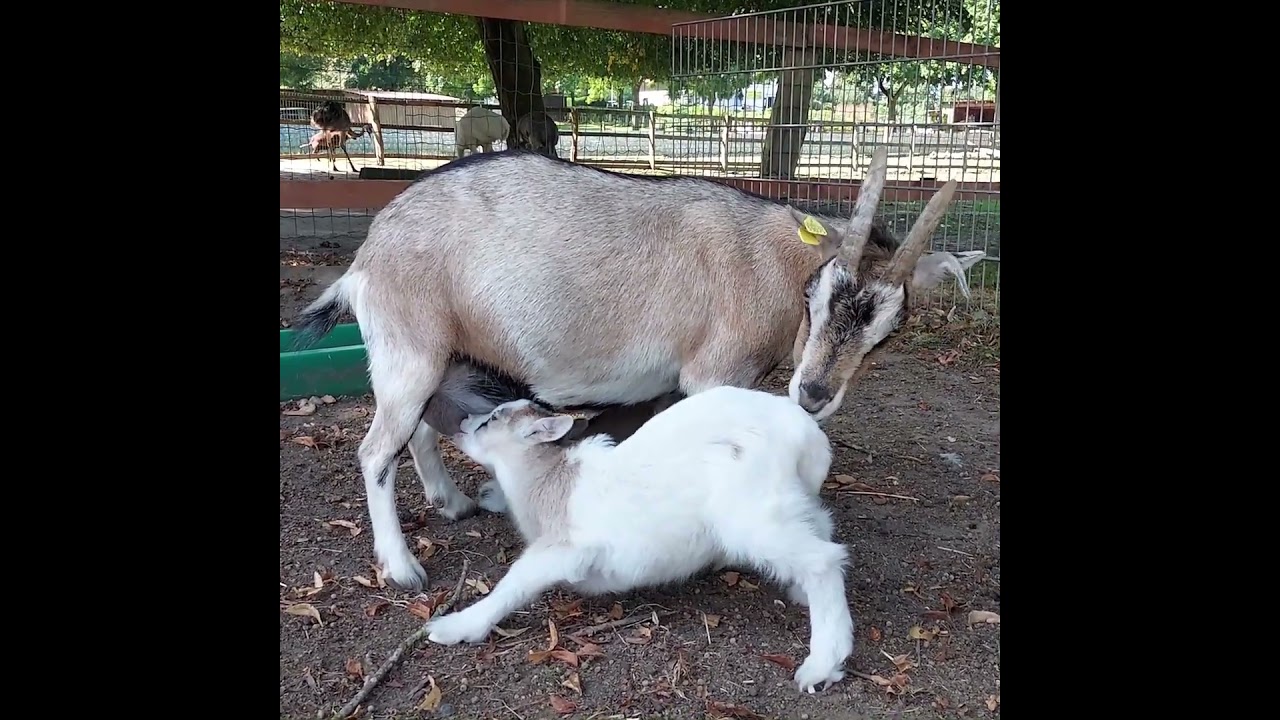 Adorable Baby Goat Nursing from Mama 🐐💛
