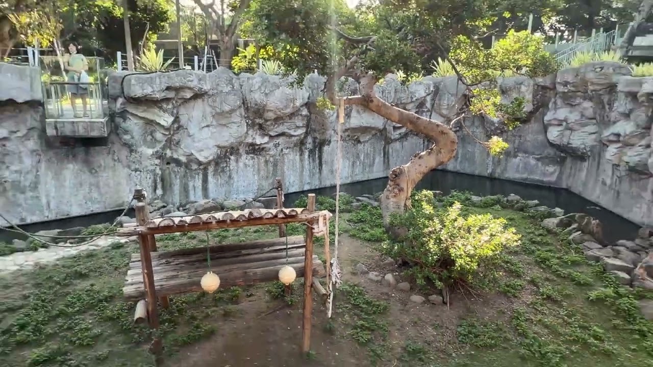 Playful Monkey Having Fun at the Zoo | Funny and Smart Animal Moments #MonkeyPlaying #ZooAnimals