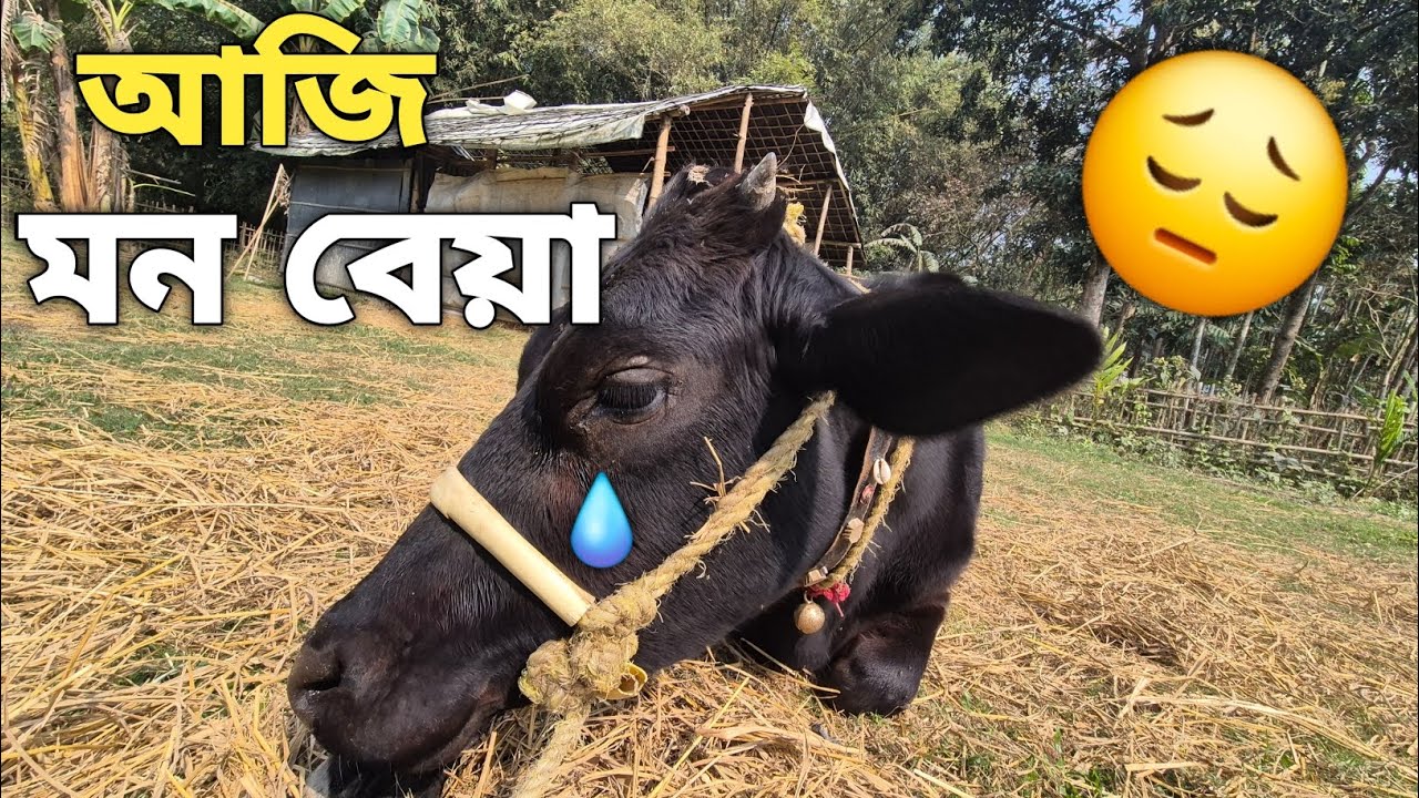 365 Days Challenge Day - 66 / hol ki eyar aji🥲  #vlog #viral #sad 