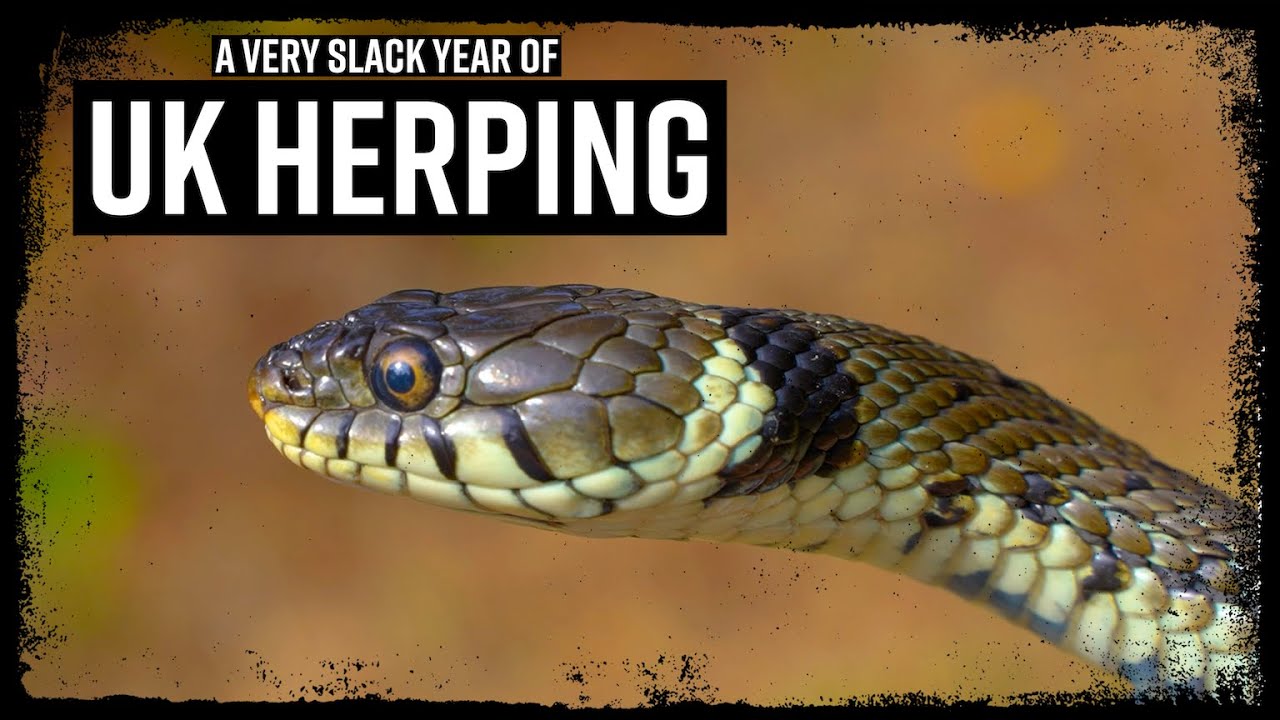 A Year of Herping in the UK #Londonsnakes #Lizads #amphibians #snakes