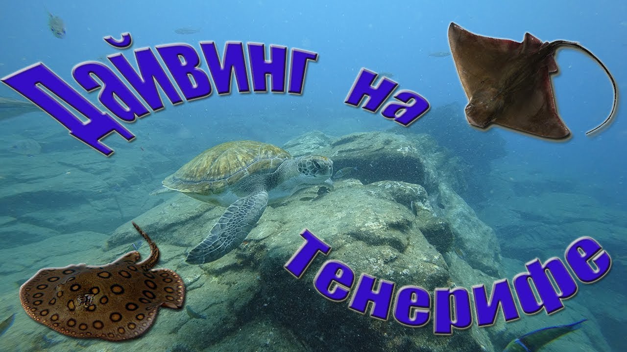 Дайвинг на Тенерифе. День пятый. Дайвинг с черепахами.