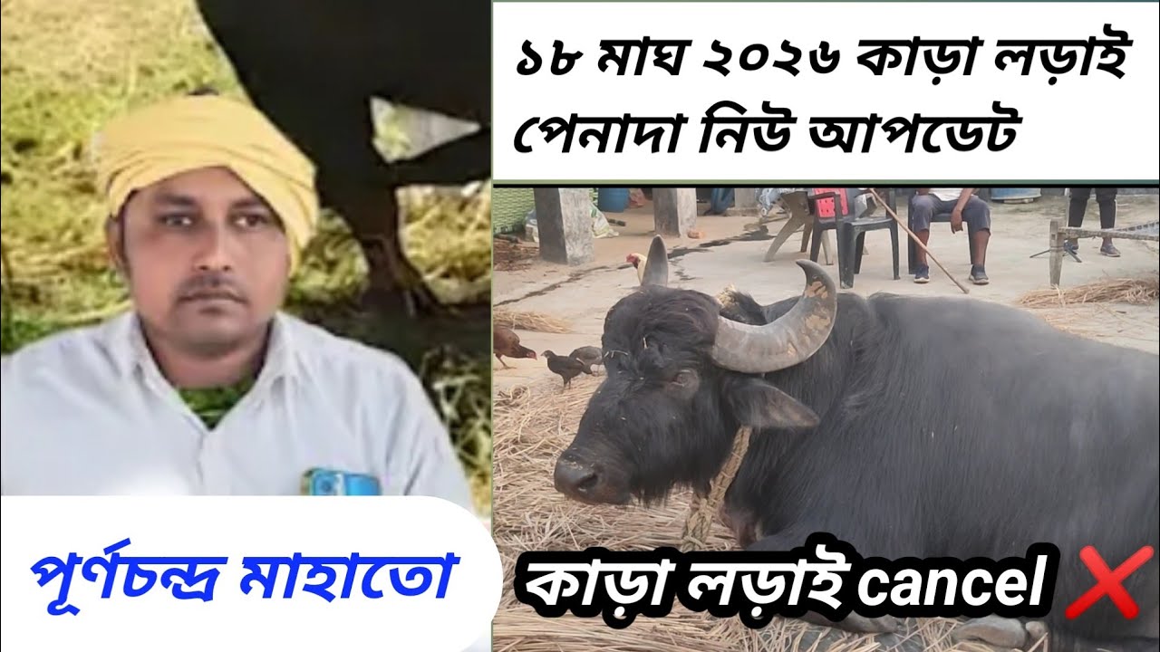 পেনদা আসরে কাড়া লড়াই হবে কি হবে না শুনুন !! #karalorai