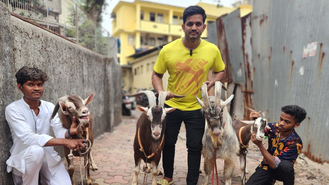 India Ke Top Alphine Aur Toggenburg Goats At Amir Bhai Exotic Goat Farm.