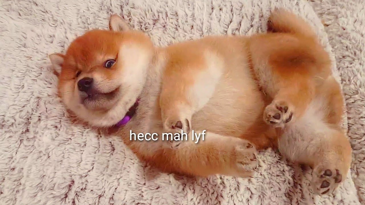 Hooman am I phat? Shiba Inu puppies (with captions)