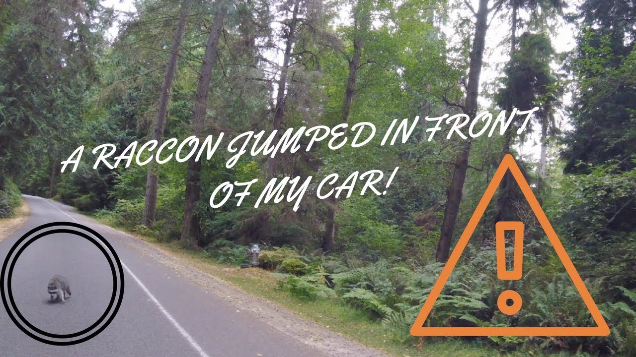 A RACCOON JUMPED IN FRONT OF MY CAR!