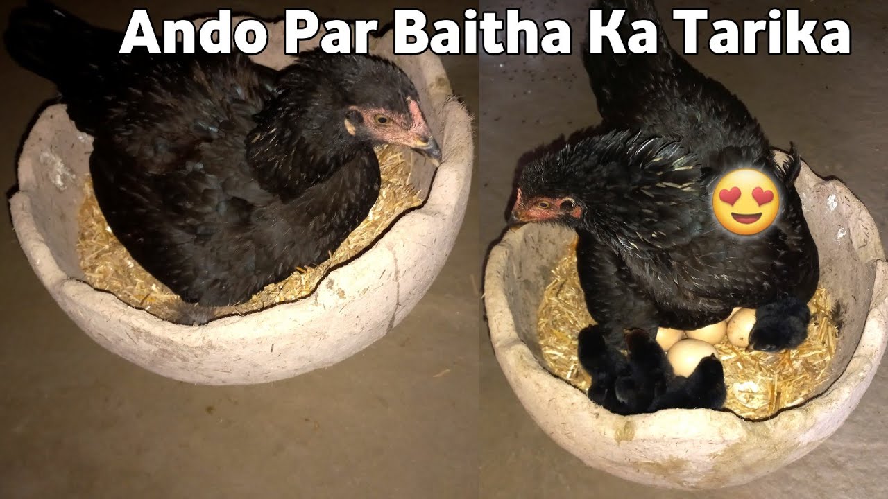 Murgi Ko Ando Par Baitha Ka Tarika
