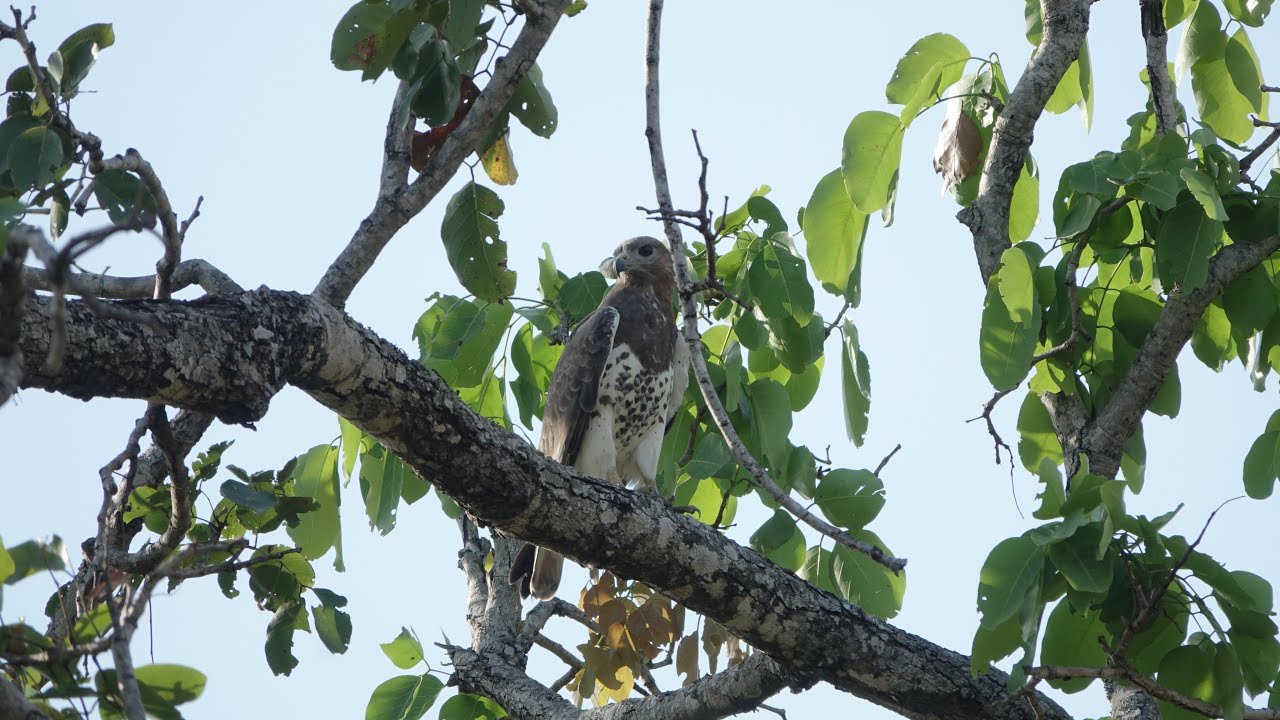 Birding Ghana 2022  Savannah region  part two