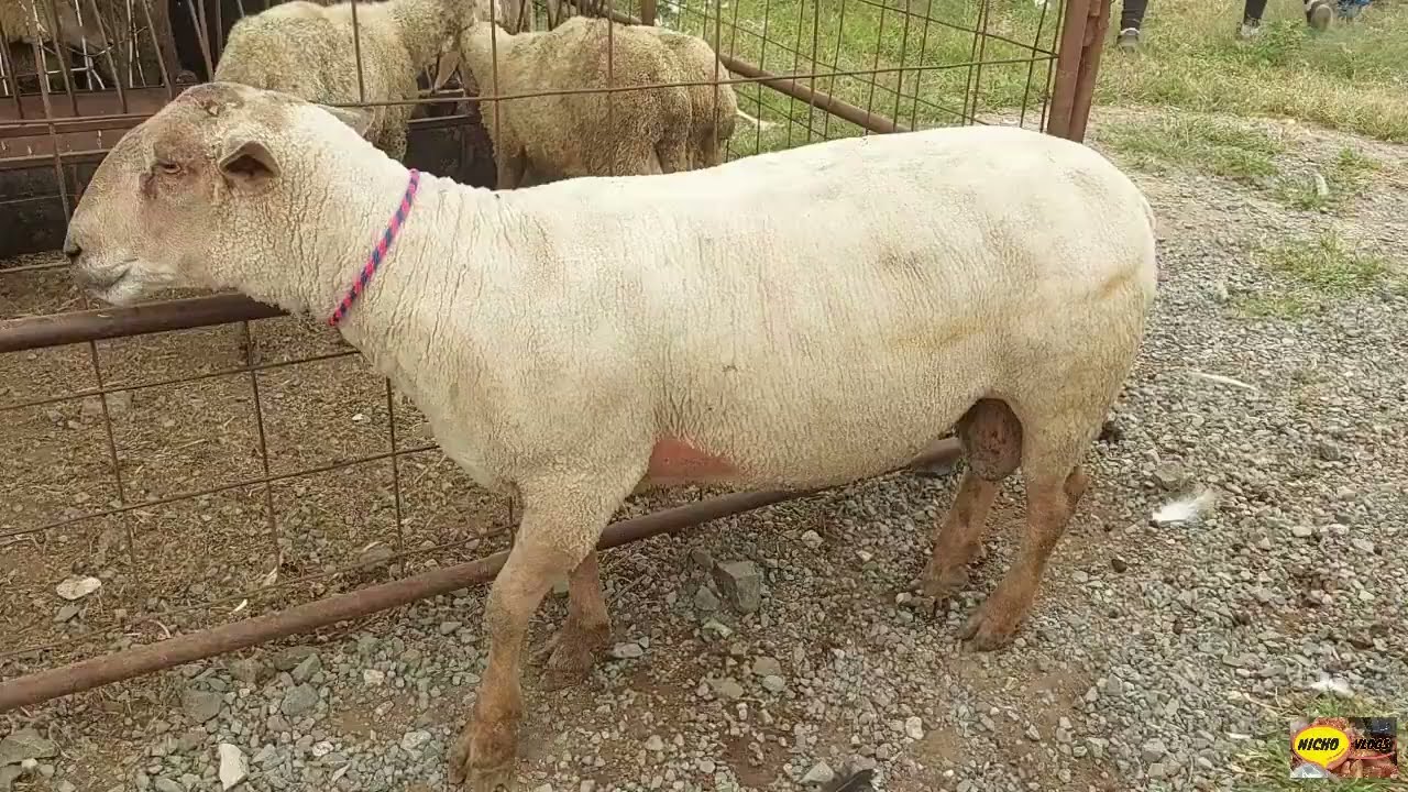 ESTA VARIEDAD DE ANIMALES  ESTAN BARATOS,PLAZA GANADERA EN HIDALGO MEXICO.